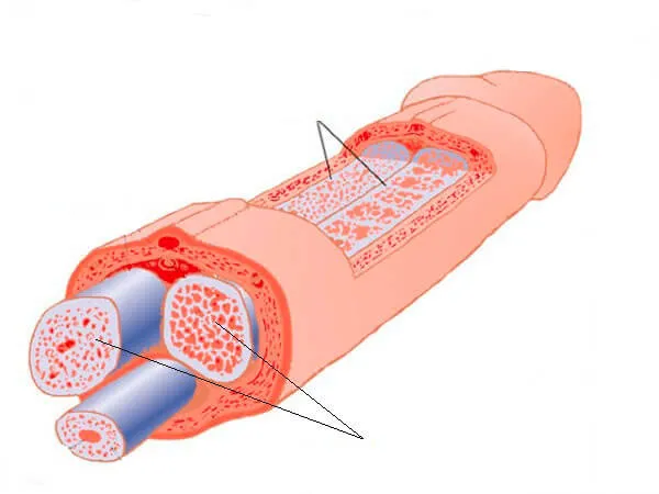 penis cross-section image