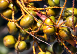 EXTRAIT DE FRUITS DE PALMIER DE FLORIDE